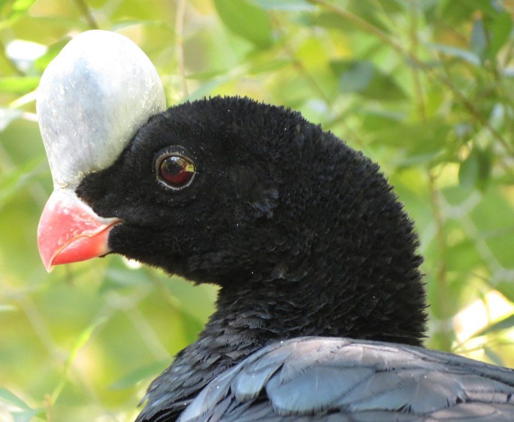 Razor-billed Curassow