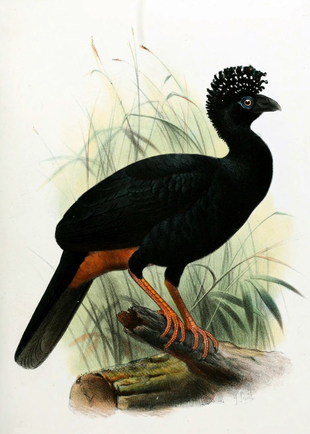 Crax globulosa