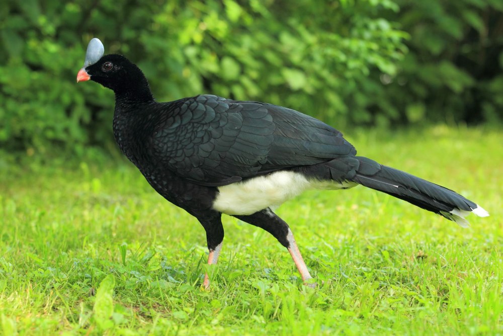 Curassow птица