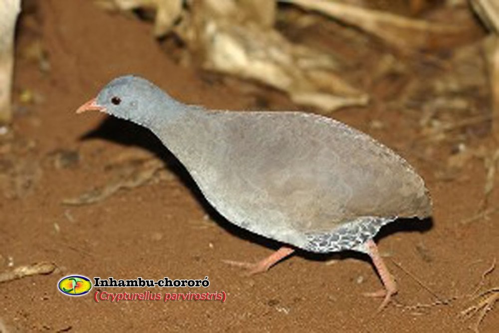 Красногорлый скрытохвост (Crypturellus strigulosus)