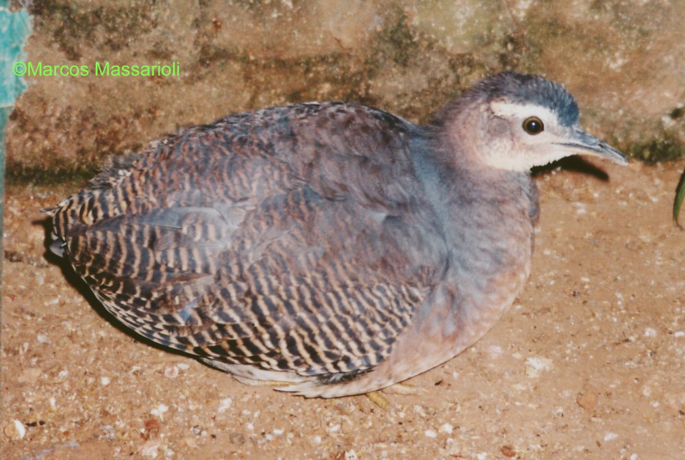 Crypturellus strigulosus