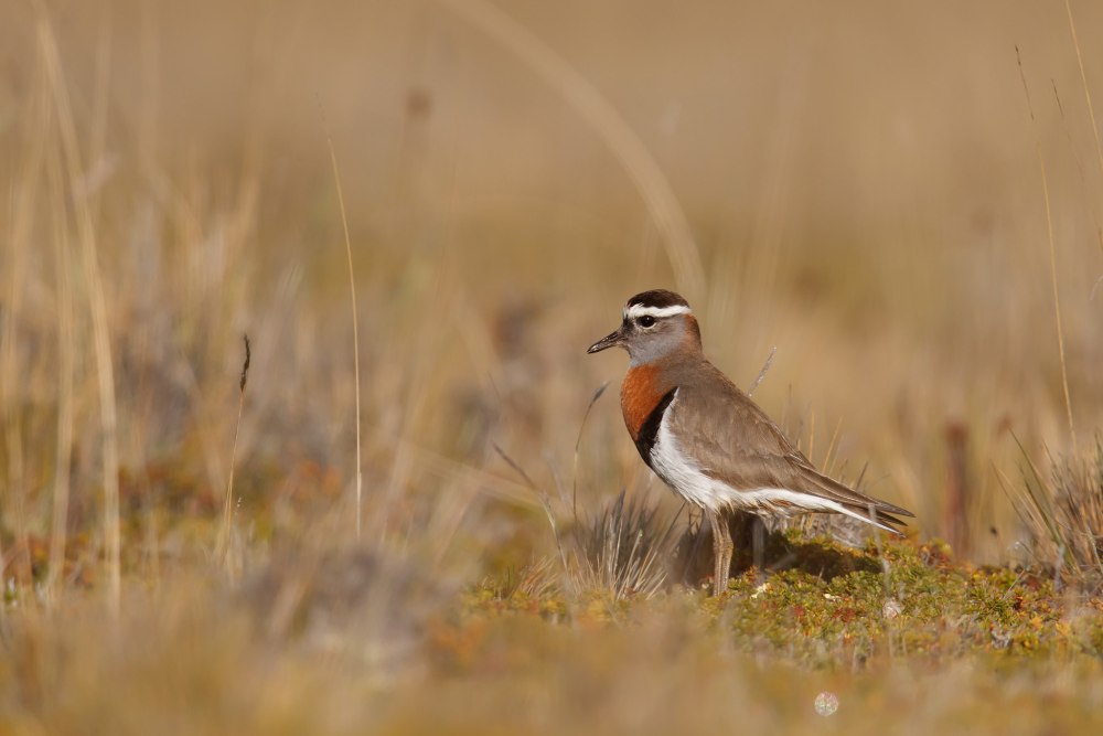 On the Nest the Rufous-chested Plover (Charadrius Modestus