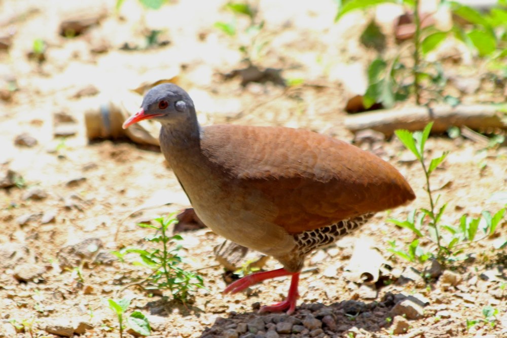 Inhambu