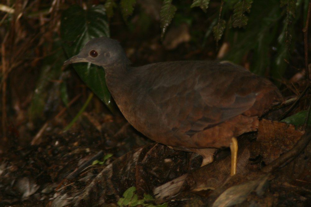 Crypturellus variegatus