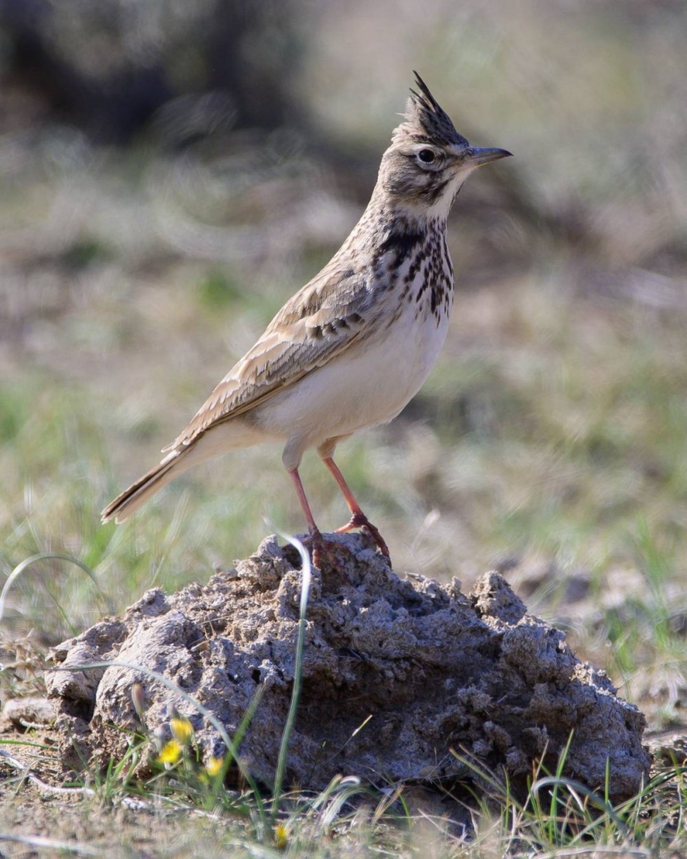 Хохлатый Жаворонок