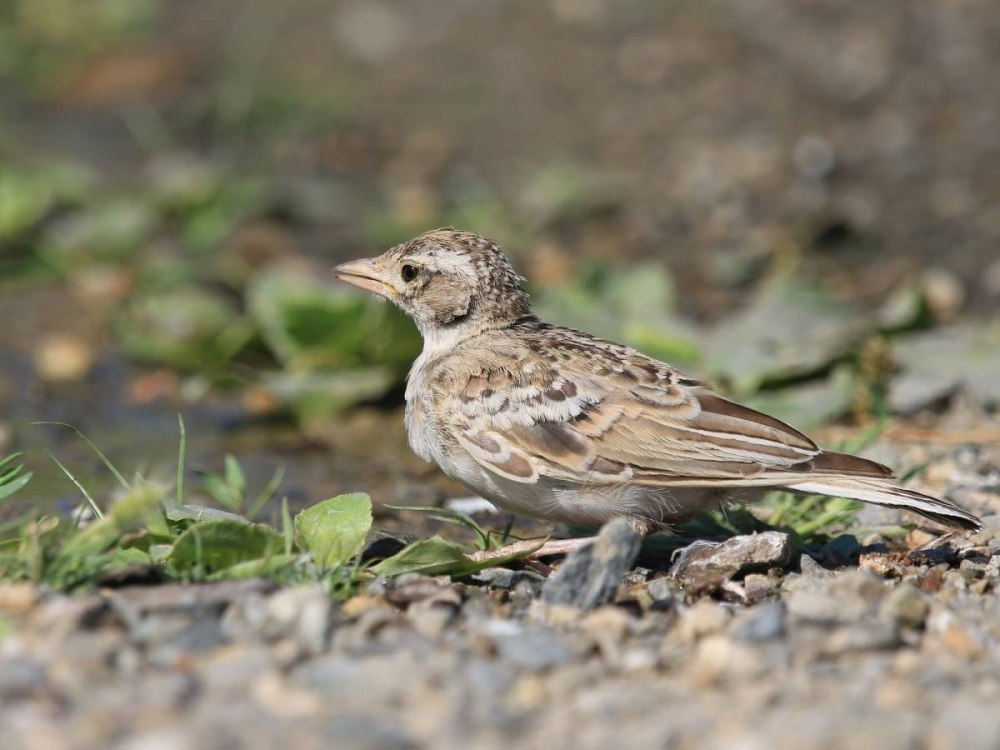 Жаворонок маленький