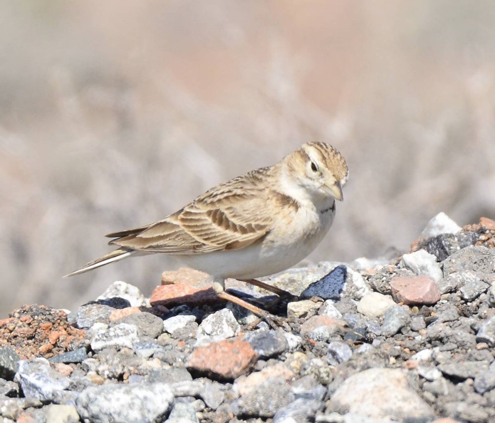 Обыкновенный малый Жаворонок