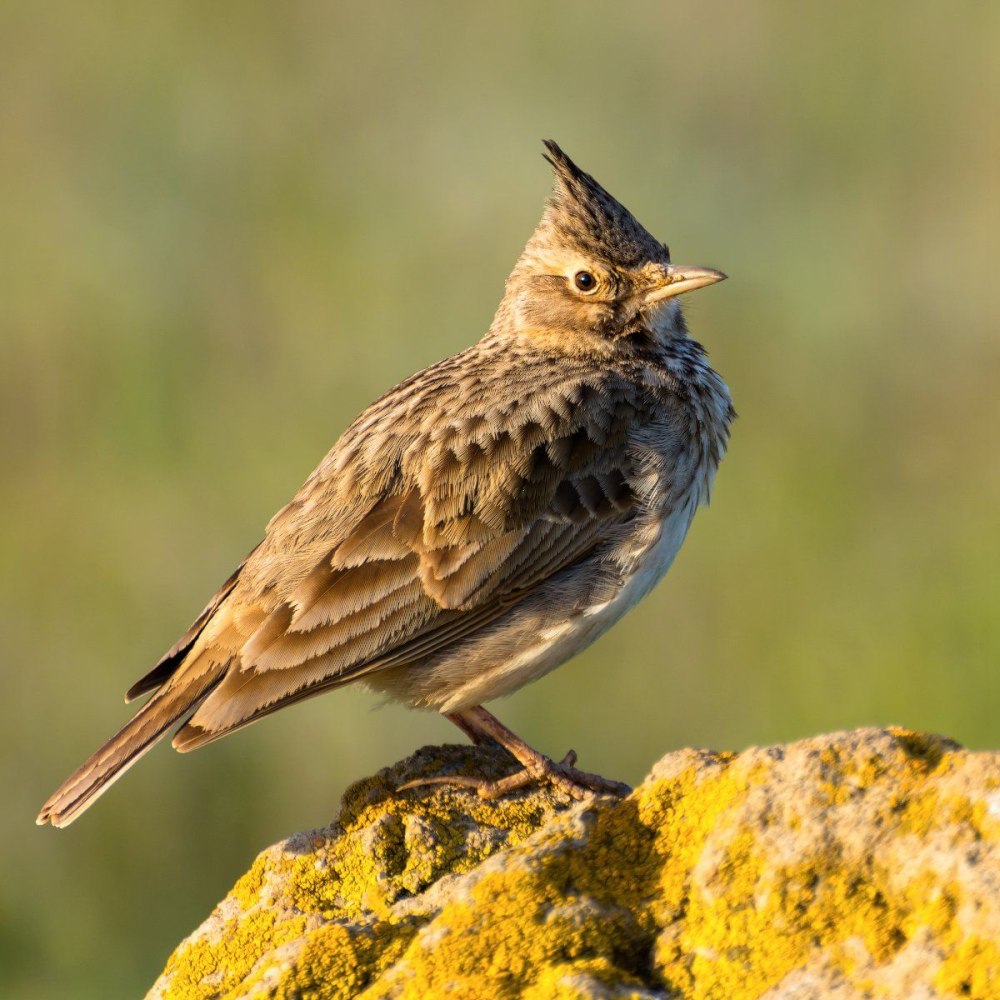 Птица полевой Жаворонок