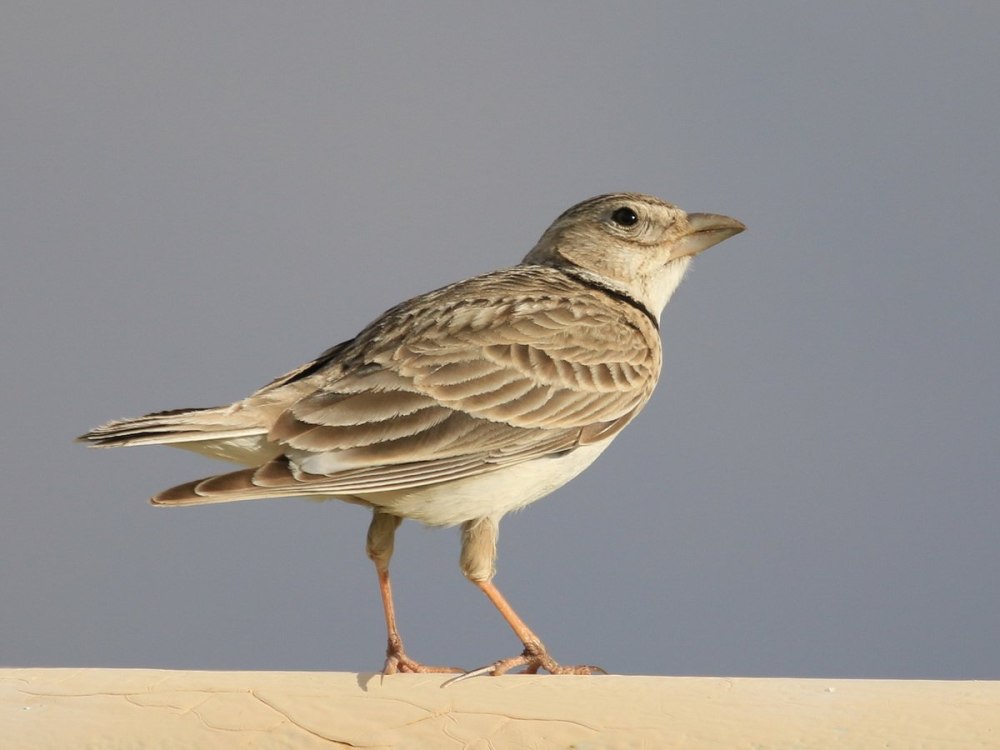 Melanocorypha Calandra