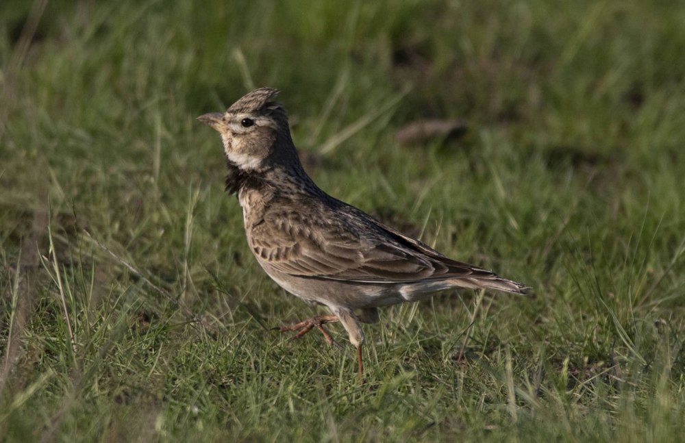 Джурбай птица