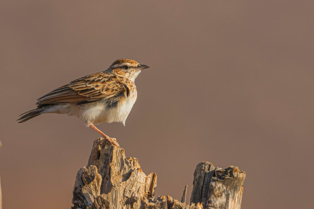 Яванский кустарниковый Жаворонок