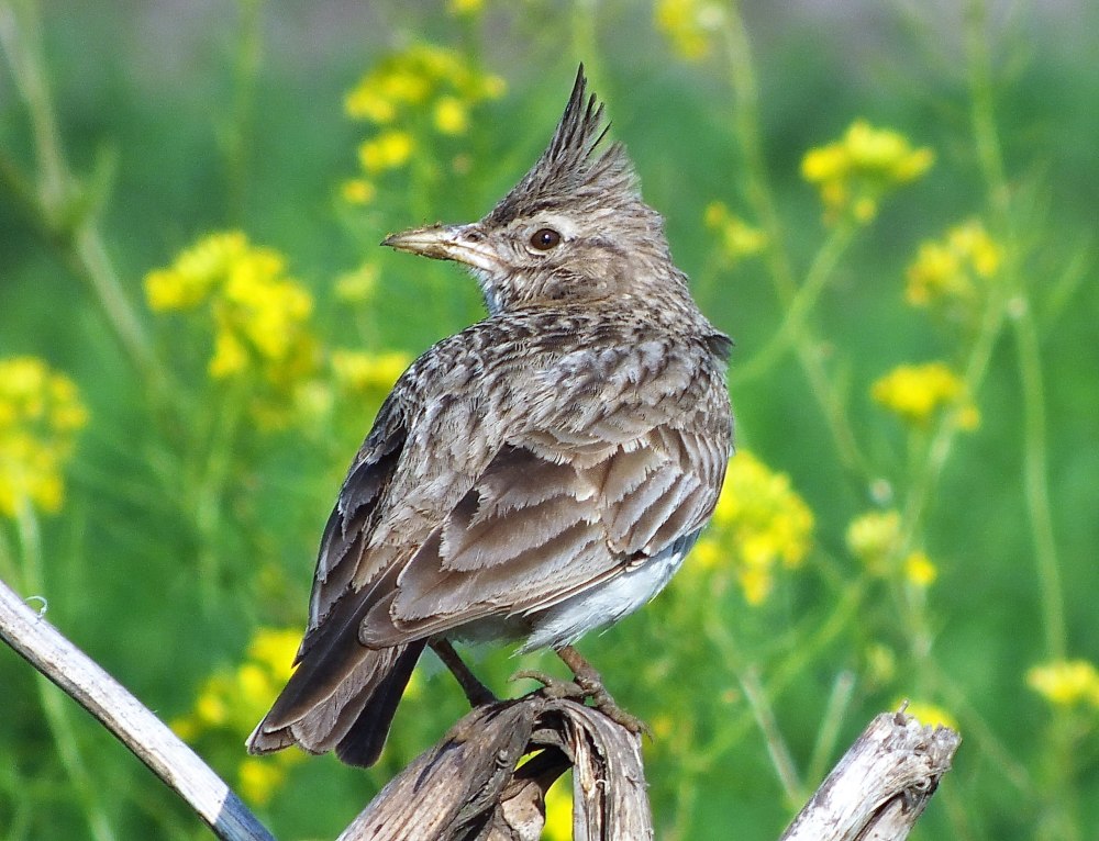 Полевой Степной хохлатый Жаворонок
