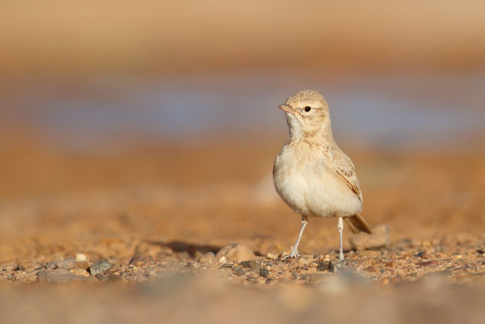 Чекан Чернохвостый