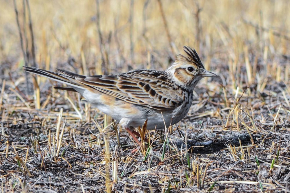 Жаворонок полевой Alauda arvensis