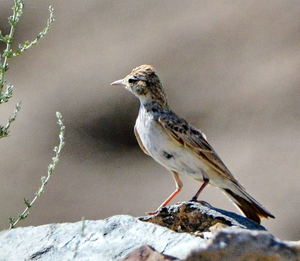 Жаворонок маленький