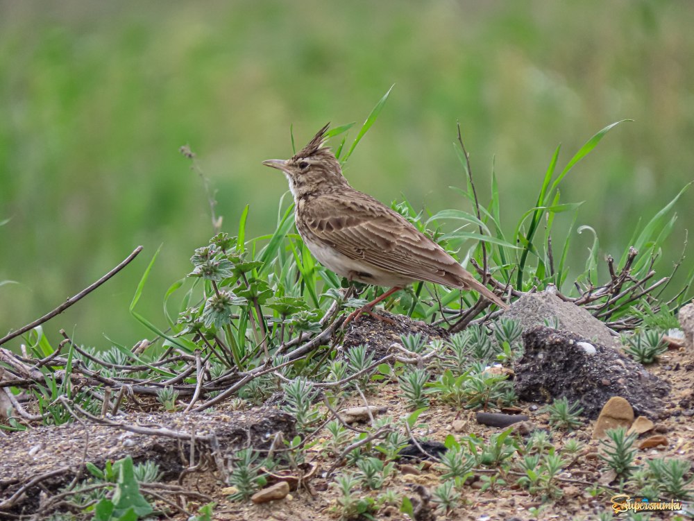 Крымский хохлатый Жаворонок