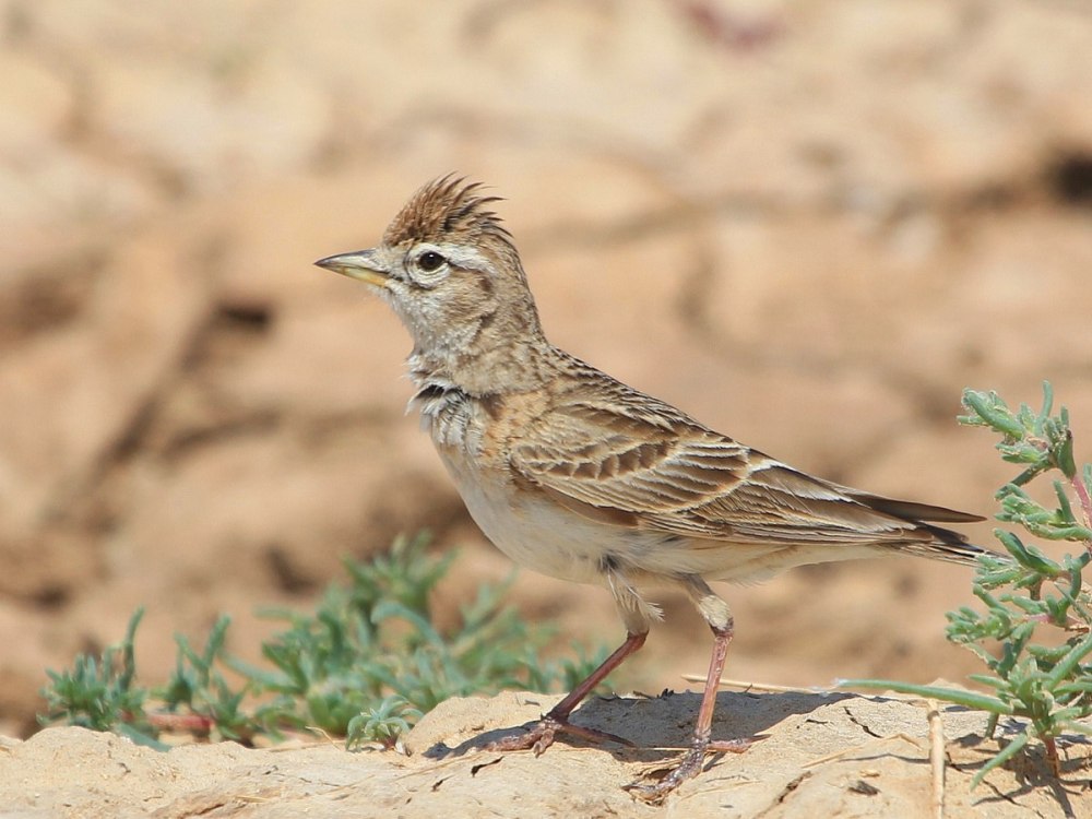 Степные мелкие птички