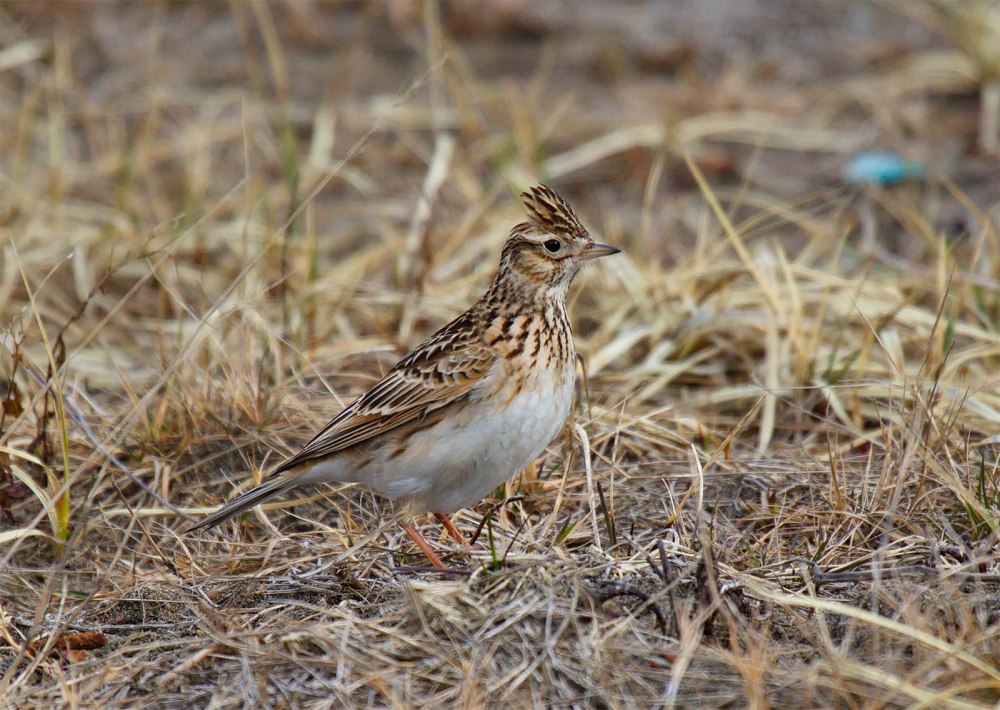 Полевой Жаворонок фото