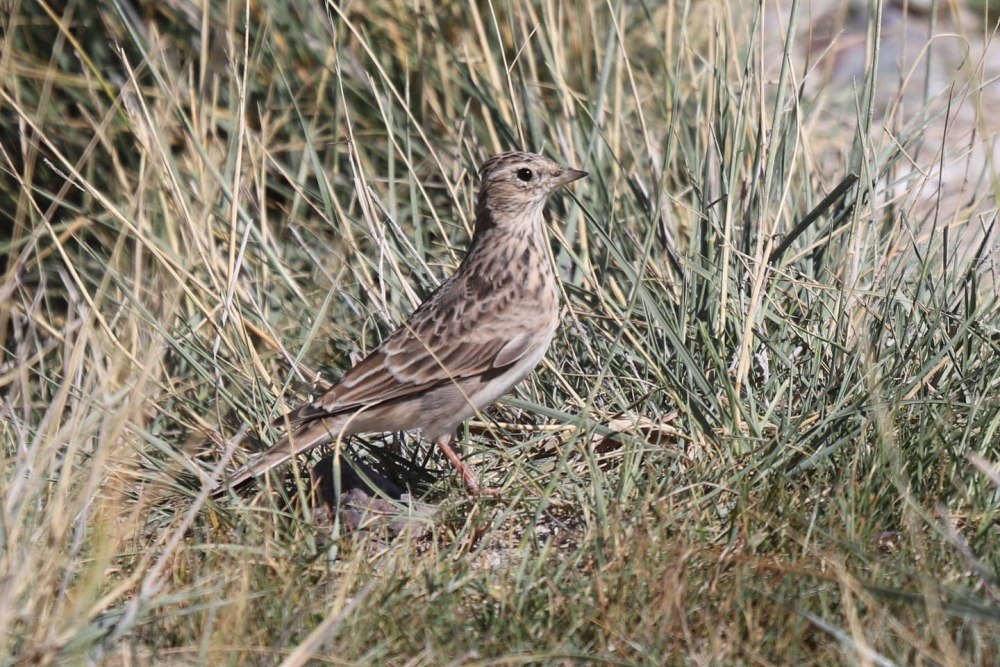 Полевой Жаворонок Кыргызстана