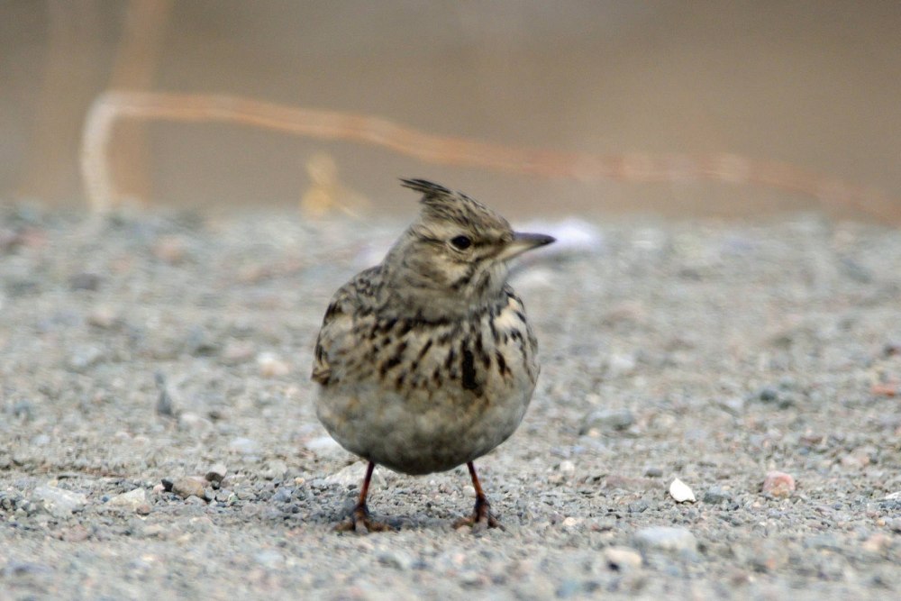 К Околице деревни по тропинке бежит хохлатый Жаворонок