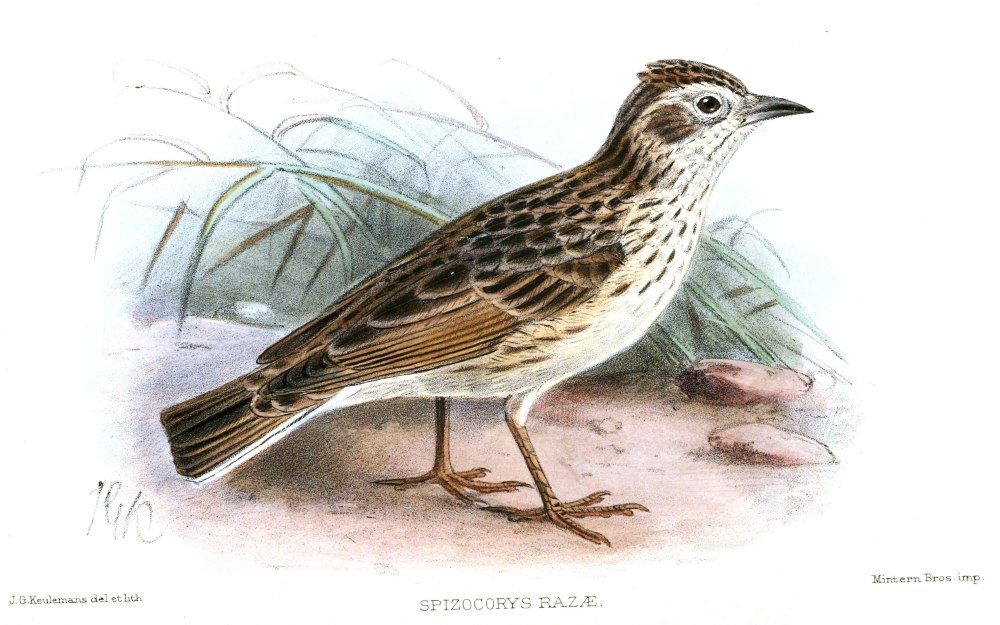 Полевой Жаворонок