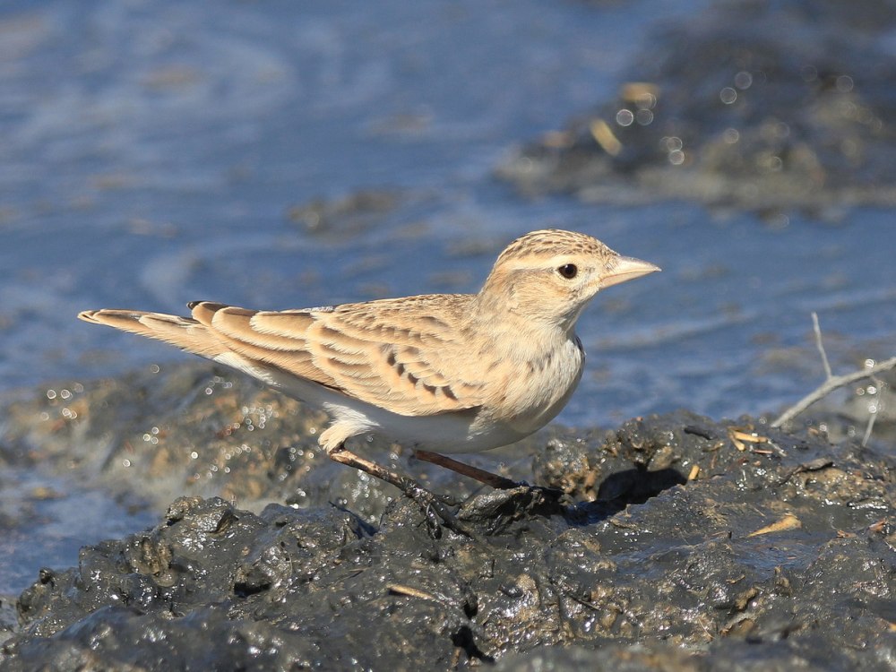 Бозторғай картинка для детей