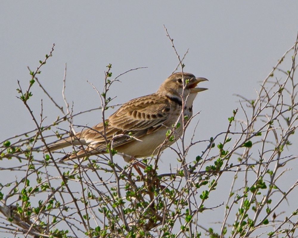 Жаворонок Степной птица