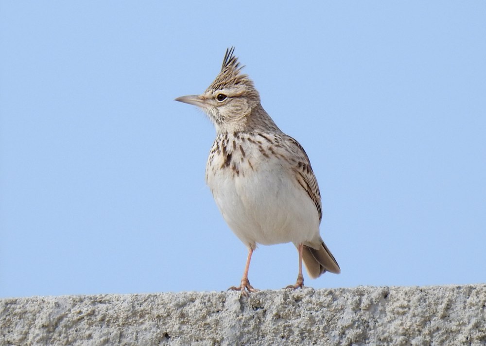 Птицы полевой Жаворонок Ставрополья фото