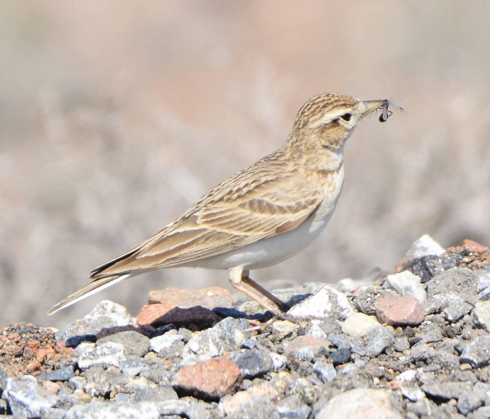 Calandrella brachydactyla