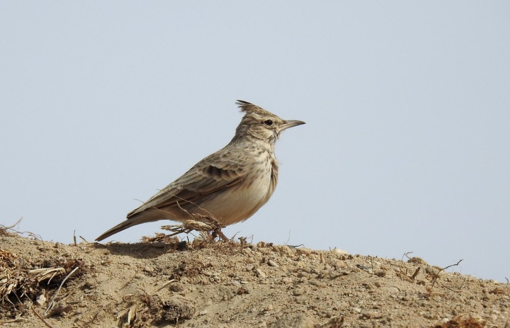 Рогатый Жаворонок на белом фоне
