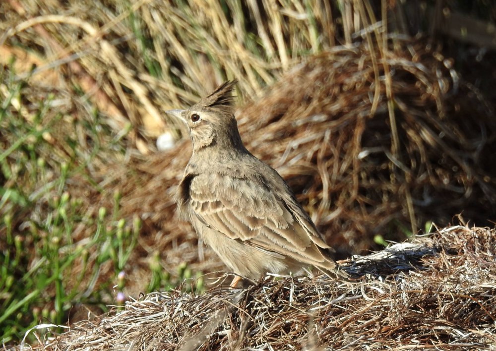 Хохлатый Жаворонок