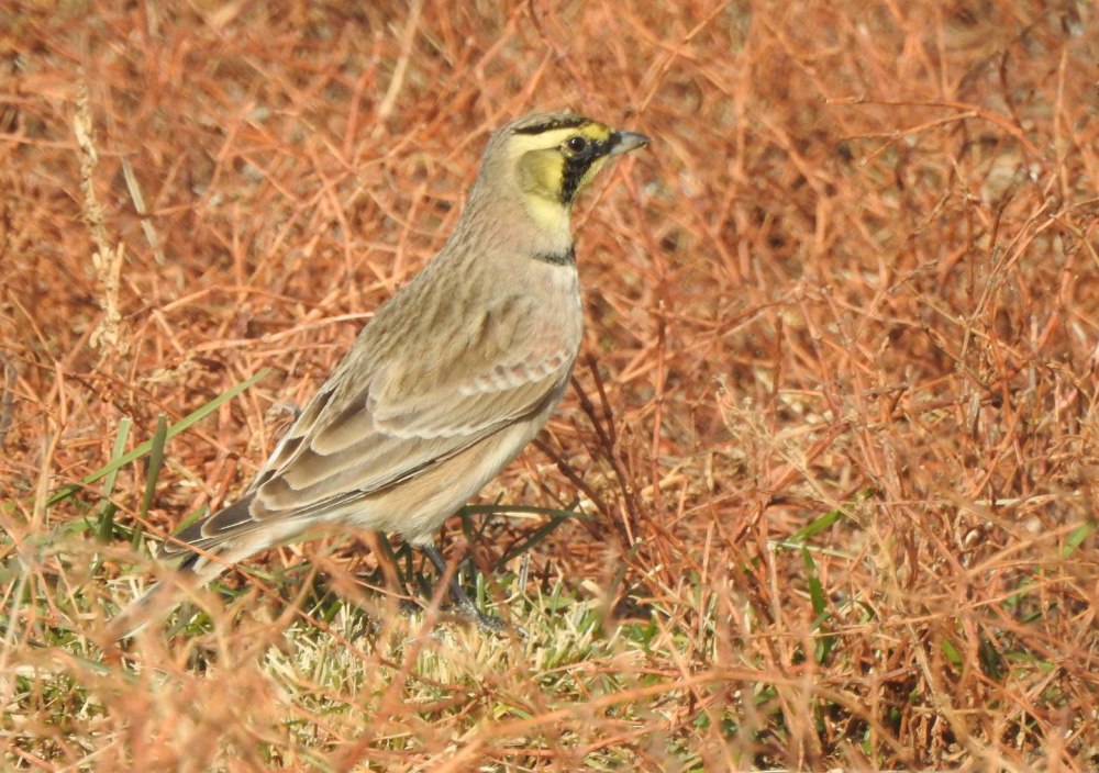 Рогатый Жаворонок голос