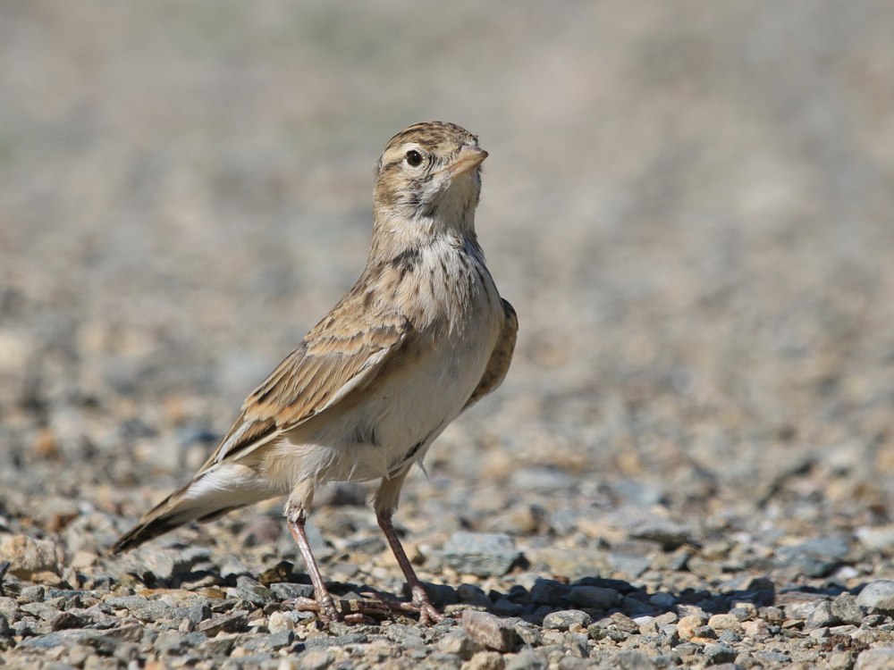 Степной серый Жаворонок