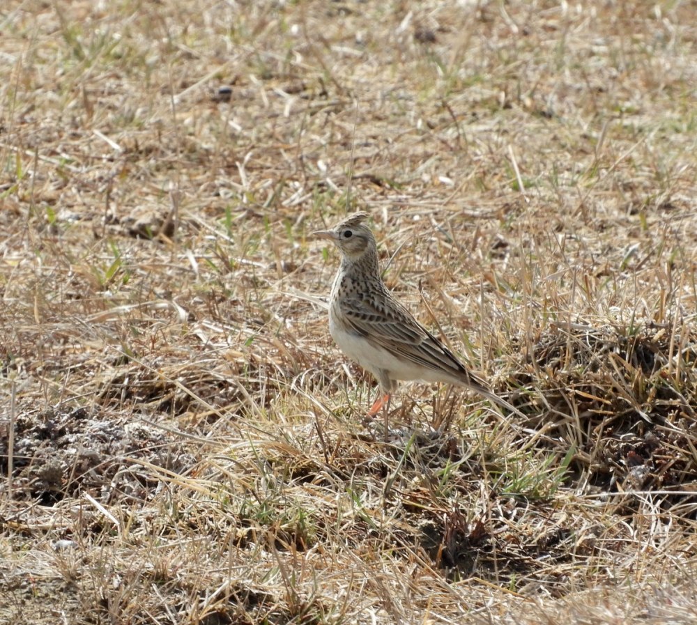 Пахотный Жаворонок полевой
