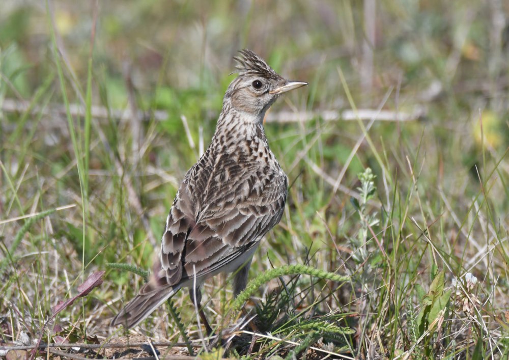 Картинки полевой Жаворонок окружающий мир 2 класс распечатать