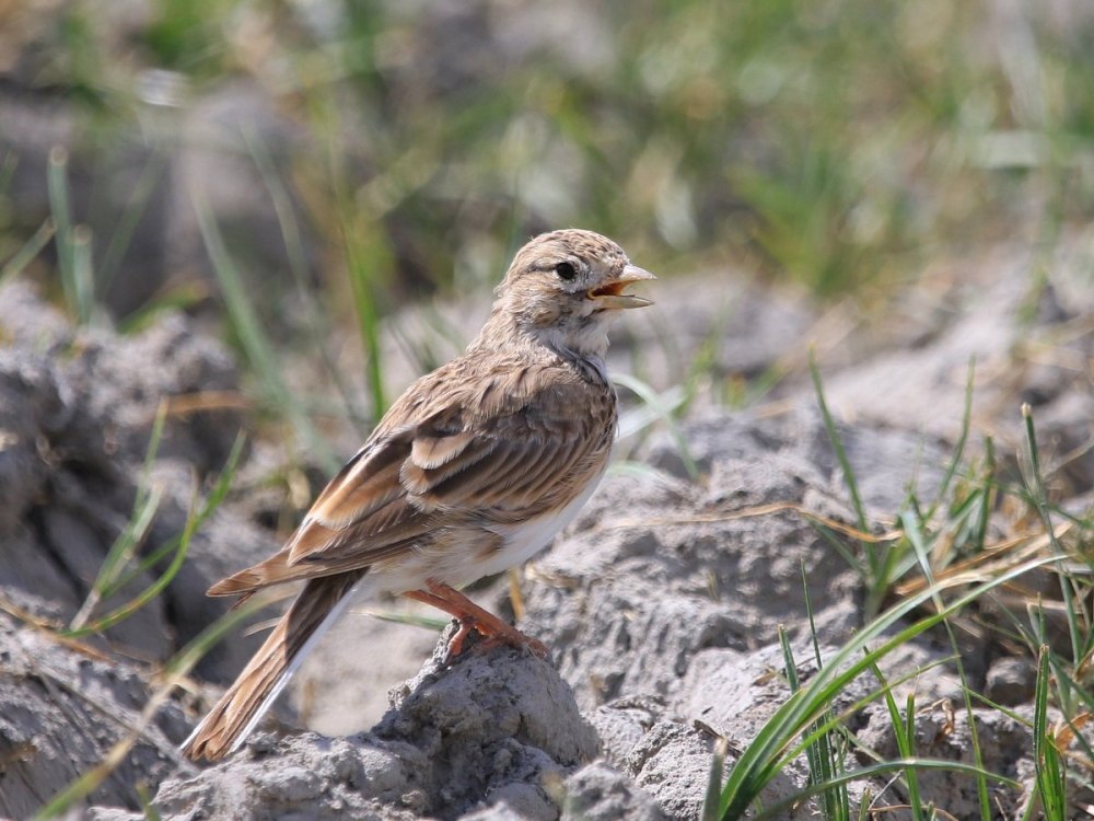 Хохлатый Жаворонок Перелетная