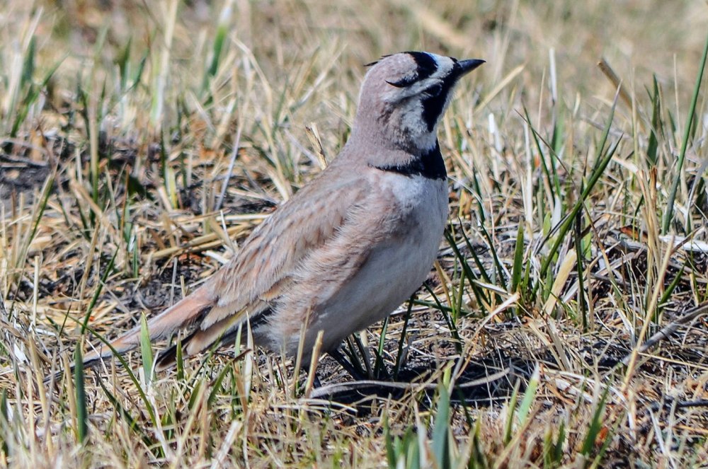 Horned Lark