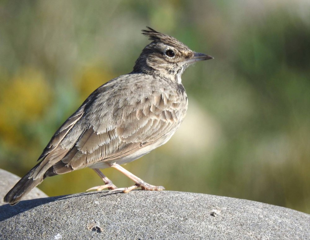 Хохлатый Жаворонок в Карелии