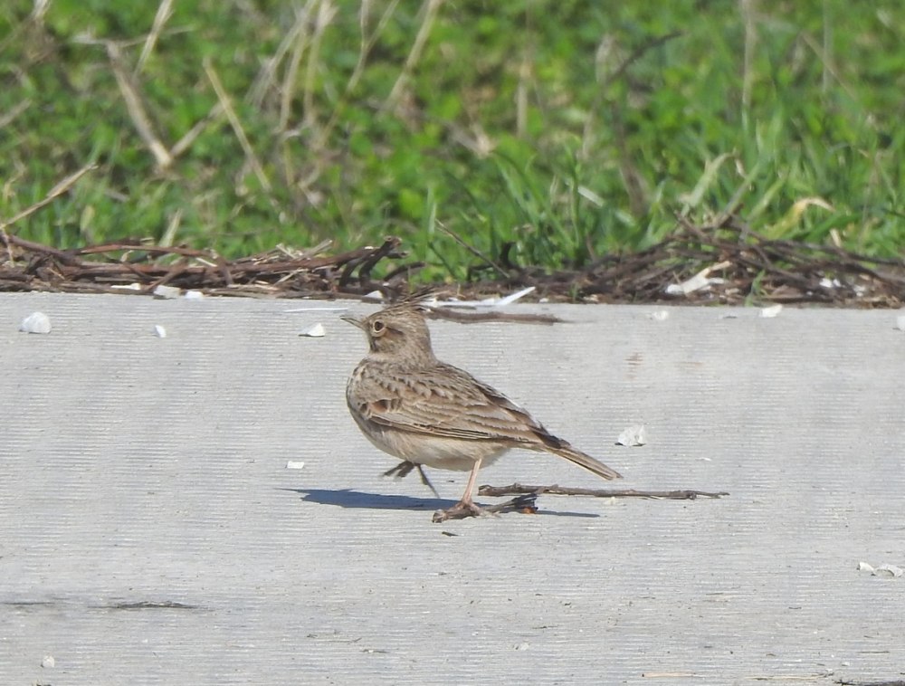 Жаворонки 2022 картинки