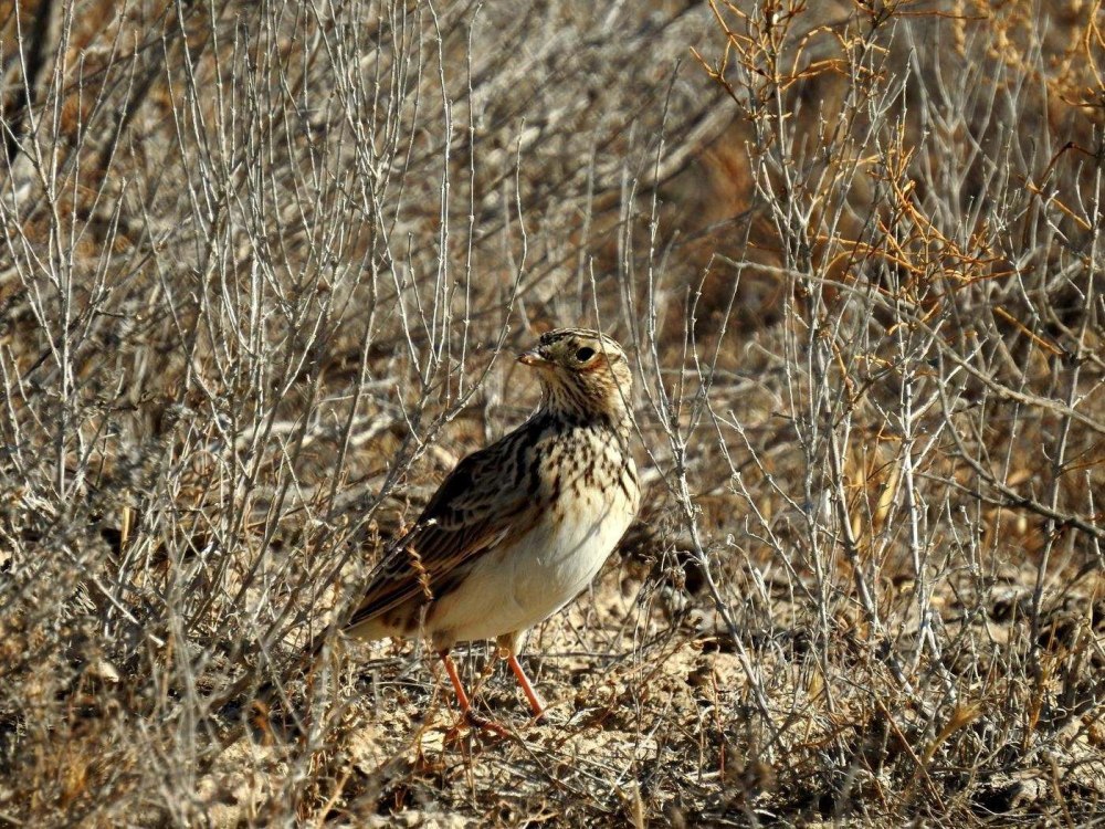 Пестрая птичка похожа на полевого жаворонка