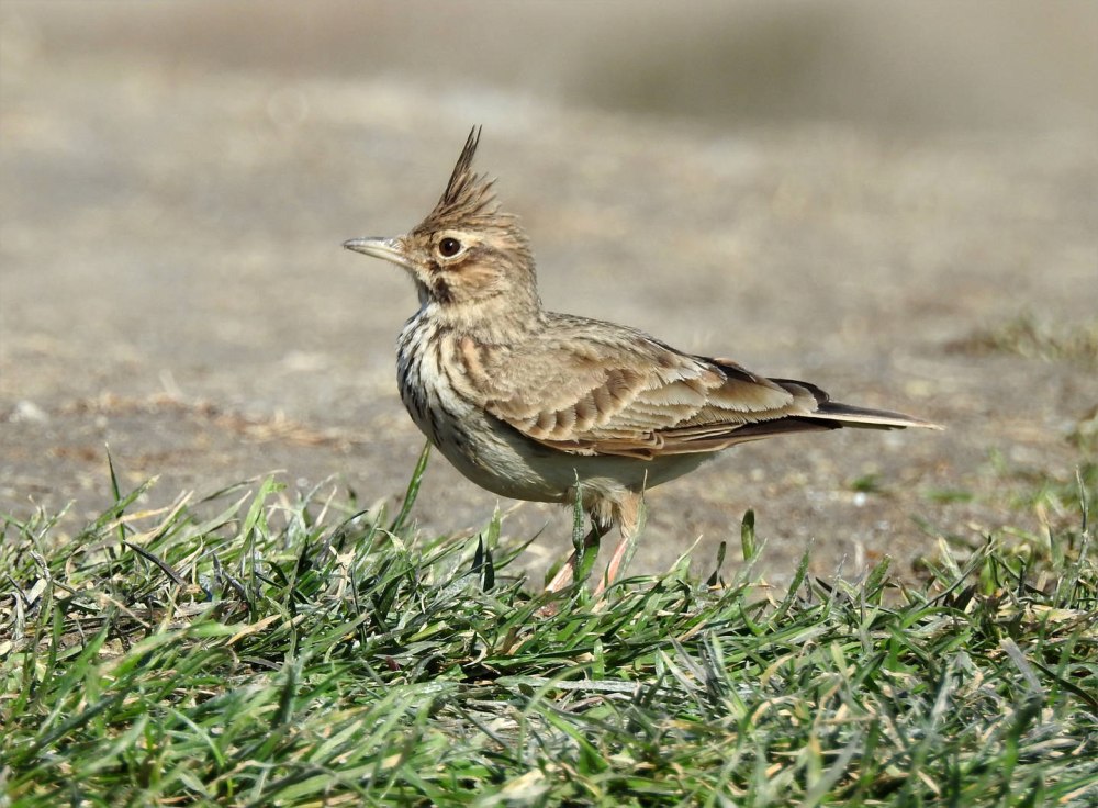 Птица года 2022 в России