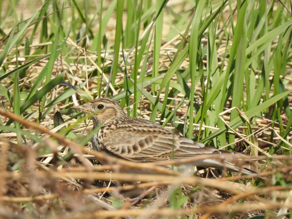 Полевой Жаворонок