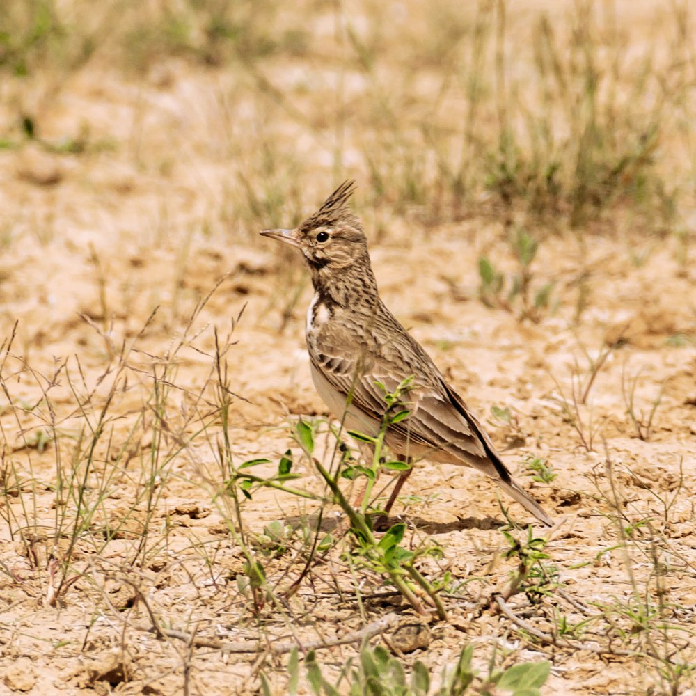 Жаворонок хохлатый Саратов