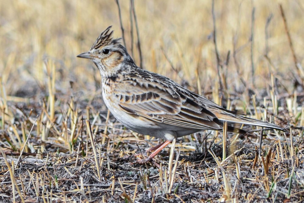 Жаворонок полевой Alauda arvensis
