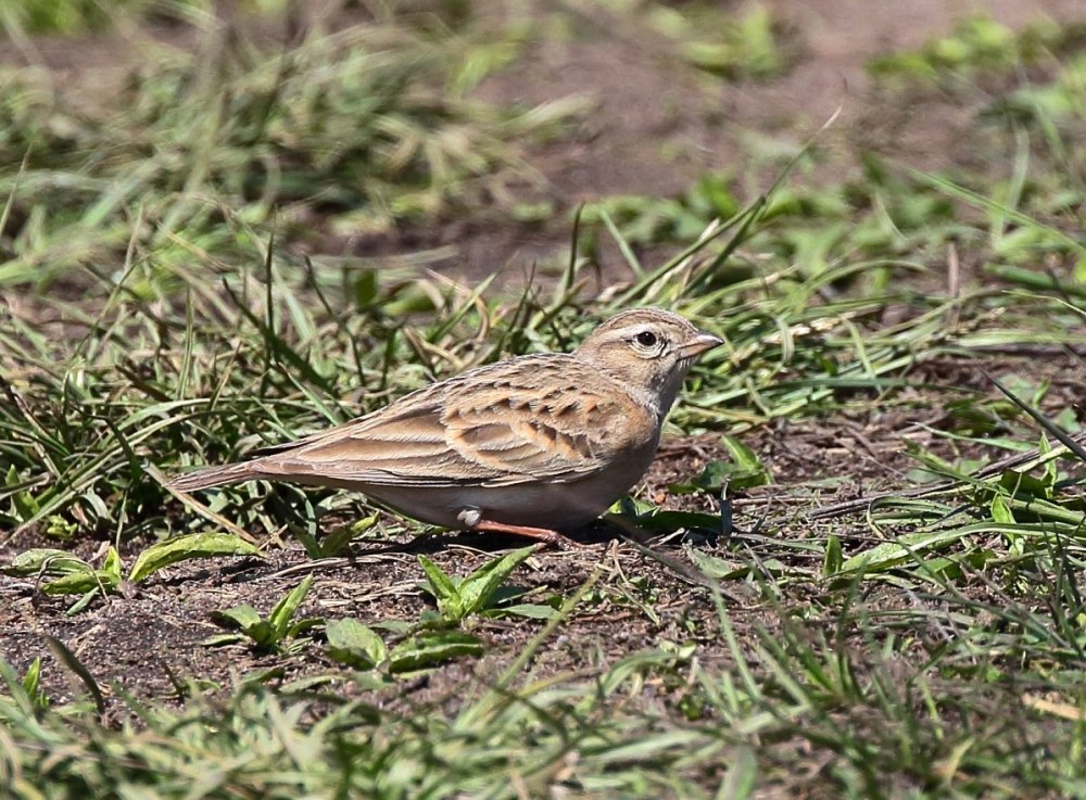 Малый полевой Жаворонок
