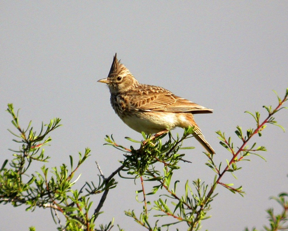 Хохлатый Жаворонок Сайкса