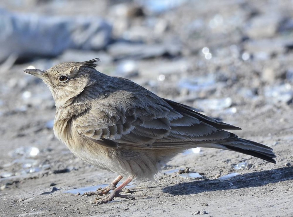 Хохлатый Жаворонок Перелетная