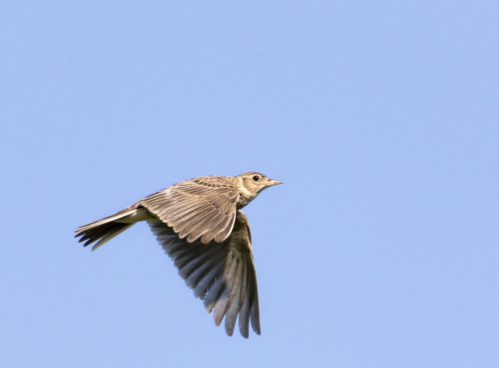 Март песнь жаворонка
