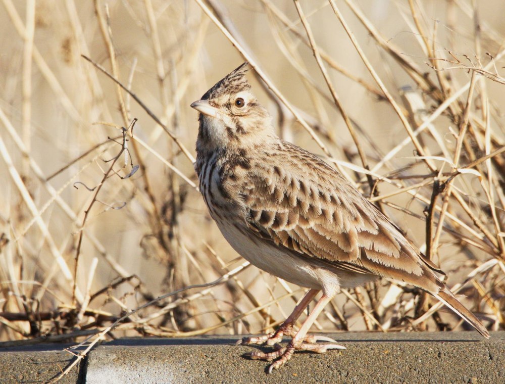 Хохлатый Жаворонок в пустыне