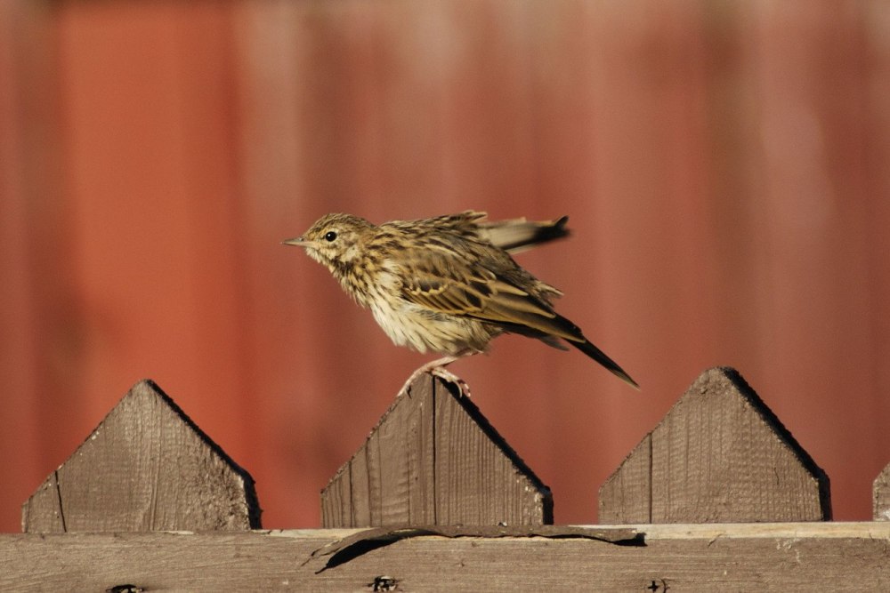 Жаворонок на окно